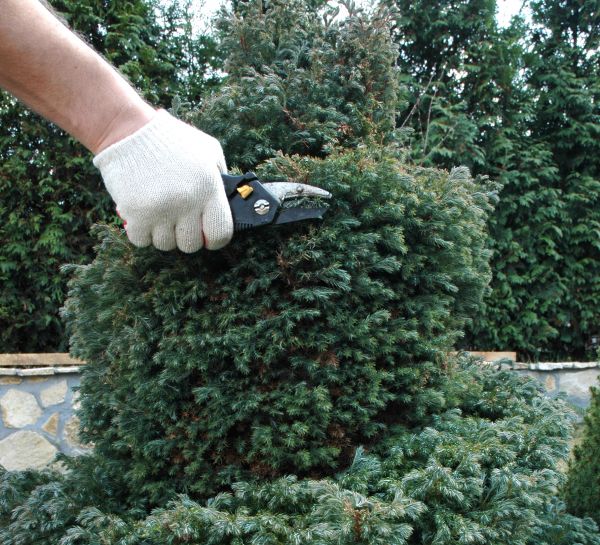 Cost of Ornamental Tree Trimming in Bountiful