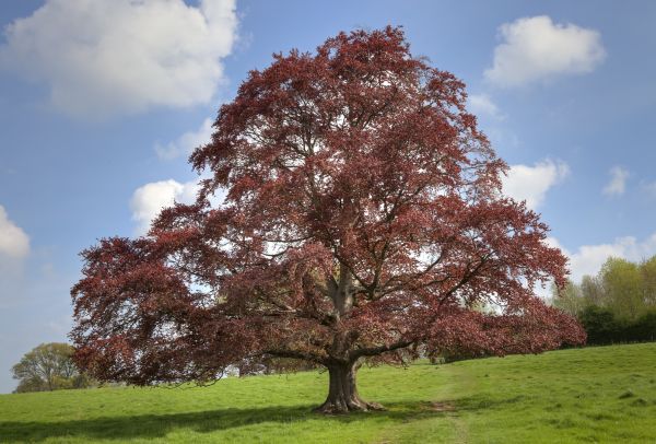 Cost of Beech Tree Pruning in Bountiful