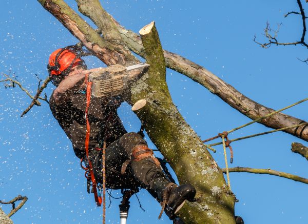 Tree Trimming Service in Bountiful