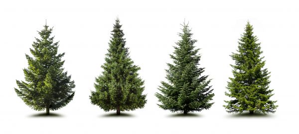 Cost of Pine Tree Trimming in Bountiful