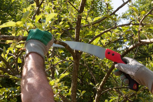 Apple Tree Trimming in Bountiful